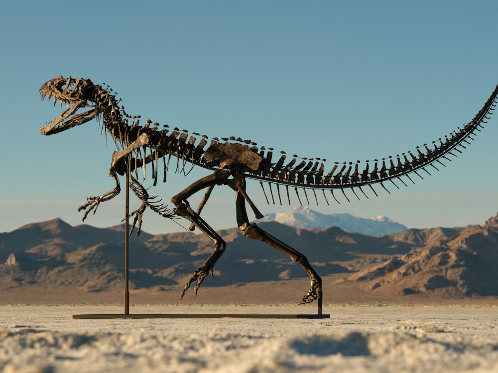 Picture of dinosaur skeleton fossil