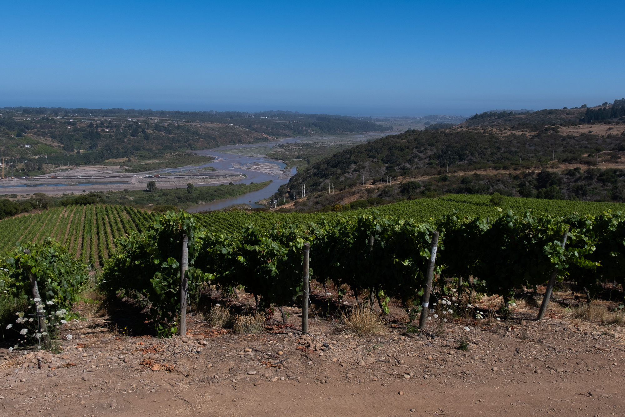 Photo of the view from Viña Leyda, with the Maipo River and the Pacific Ocean in the distance. Chile offers comparable variety and quality to California wines