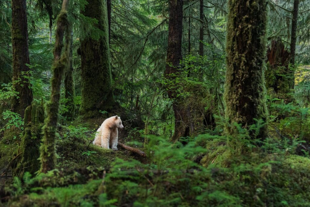 A spirit bear sits amid the Great Bear Rainforest's mossy, misty landscape.
