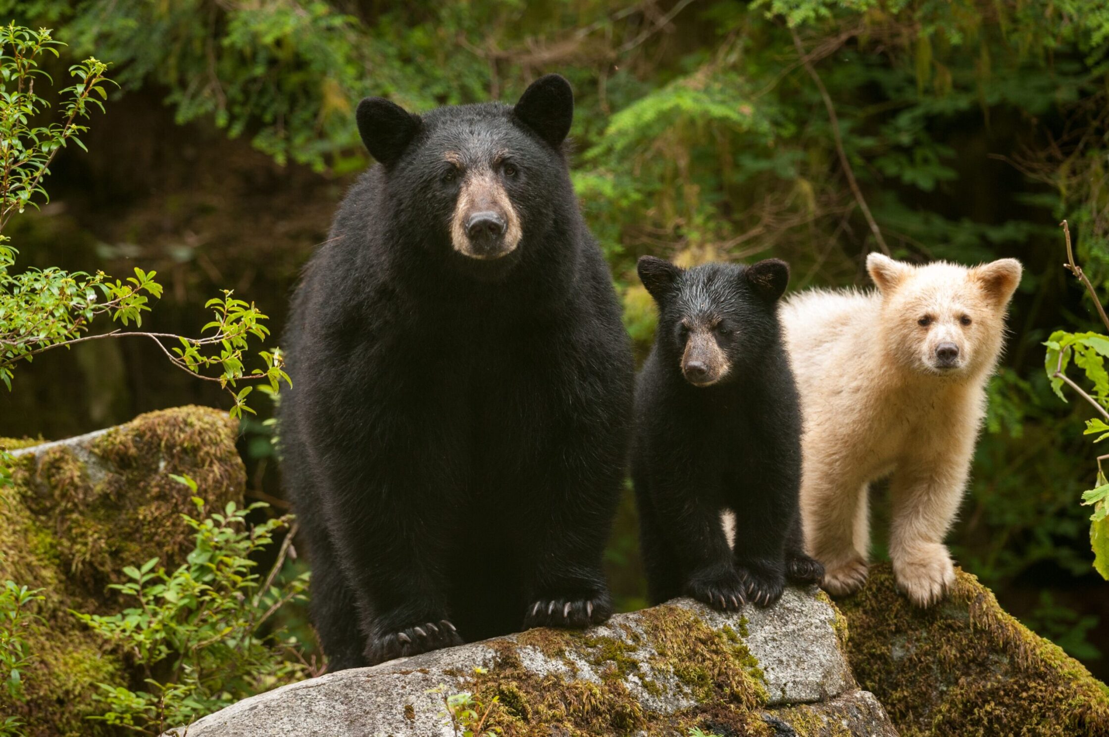 In B.C.’s Great Bear Rainforest—one of several luxury travel destinations highlighted in this article—the spirit bear, a rare white-coated black bear, is found.